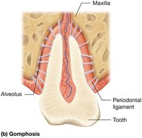 Gomphosis joint between tooth and jaw