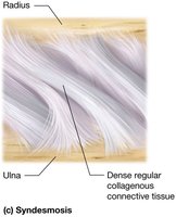 Syndesmosis joint between radius and ulna