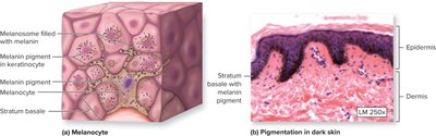 Histological comparison of thick and thin skin