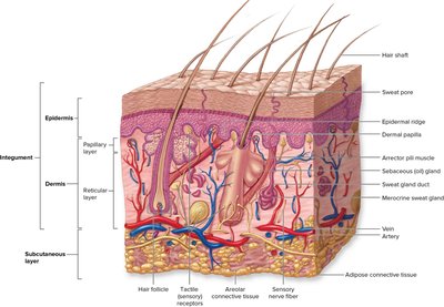 Cross-section of skin showing epidermis, dermis, and subcutaneous layer with labeled structures