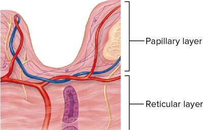 Close-up of papillary and reticular layers of the dermis