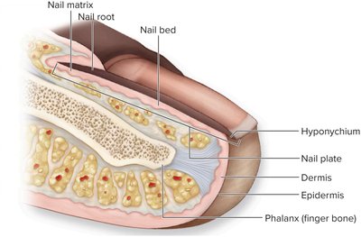 Sagittal section of the nail showing nail matrix, root, bed, and phalanx