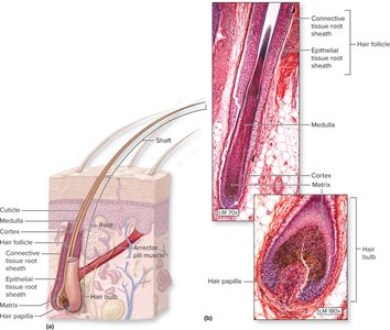 Structure of hair and hair follicle with histological sections