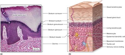 Histological section and diagram of epidermal layers with labeled structures