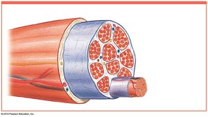 Skeletal muscle surrounded by epimysium