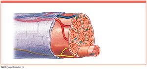 Muscle fascicle surrounded by perimysium