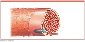 Muscle fiber surrounded by endomysium