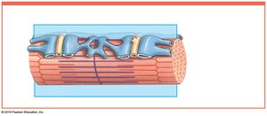 Myofibril surrounded by sarcoplasmic reticulum