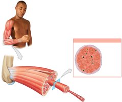 Muscle fascicle and cross-section showing muscle fibers