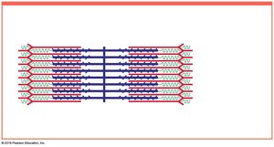Sarcomere structure with thick and thin filaments