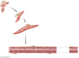 Formation of multinucleate skeletal muscle fiber from myoblasts