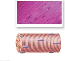 Diagram and micrograph of a muscle fiber showing striations and nuclei