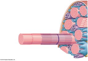 Myofibril, thin and thick filaments in muscle fiber