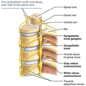 Sympathetic trunk ganglia
