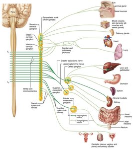 Sympathetic division pathways and targets