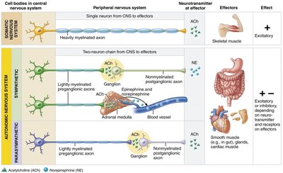Comparison of somatic and autonomic motor neurons
