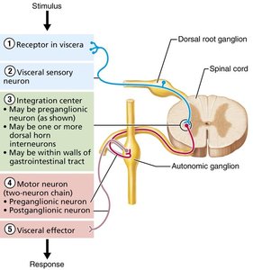 Visceral reflex arc