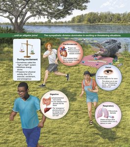 Sympathetic division dominates during excitement