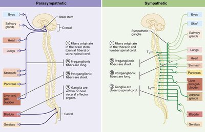 Parasympathetic and sympathetic anatomical organization