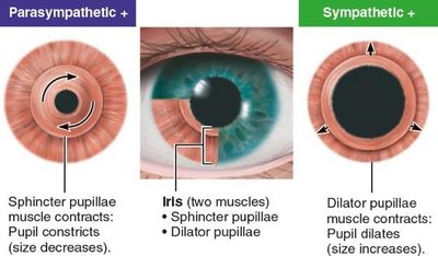 Ciliary muscle and lens focusing