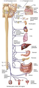 Parasympathetic ganglia locations