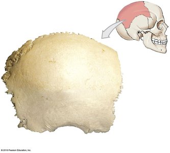 Lateral view of the right parietal bone