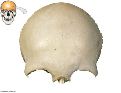 Anterior surface of the frontal bone