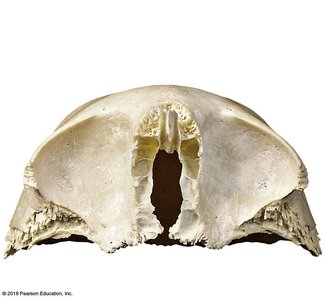 Inferior (orbital) surface of the frontal bone