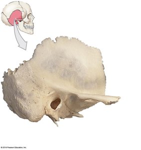 Lateral view of the right temporal bone