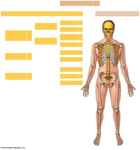 Anterior view of the skeleton with axial components highlighted
