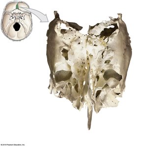 Superior surface of the ethmoid bone