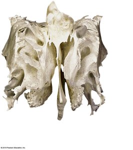 Posterior surface of the ethmoid bone