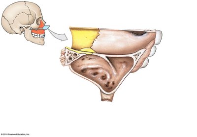 Horizontal section through right maxilla and palatine bone