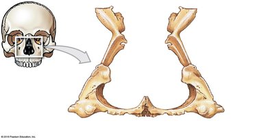 Anterior view of the two palatine bones