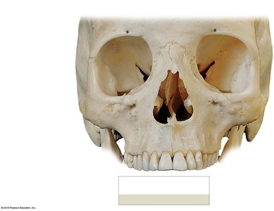 Smaller bones of the face, part 1
