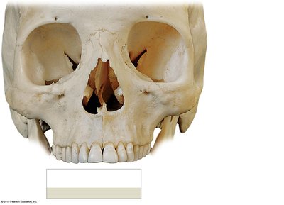 Smaller bones of the face, part 2