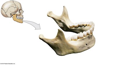 Lateral and slightly superior view of the mandible