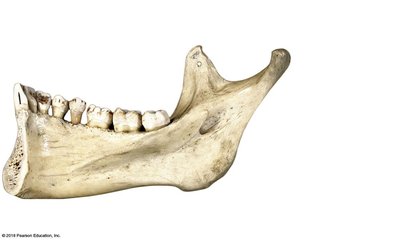Medial view of the right mandible