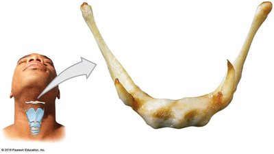 Superior view of the hyoid bone