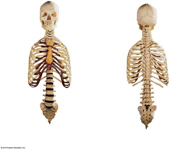 Anterior and posterior views of the axial skeleton