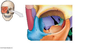 Bones of the orbital complex