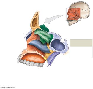 Sagittal section through the skull showing the nasal complex