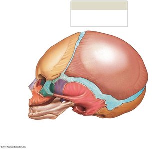 Lateral view of the infant skull and fontanelles