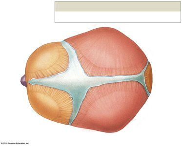 Superior view of the infant skull and fontanelles
