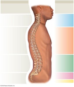Lateral view of the vertebral column showing spinal curves and regions
