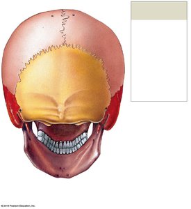 Posterior view of the adult skull showing major sutures