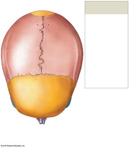 Superior view of the adult skull showing major sutures