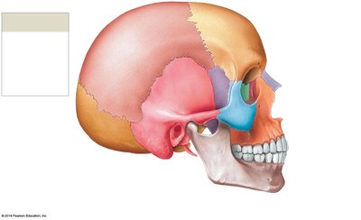 Lateral view of the adult skull showing major sutures and bone markings