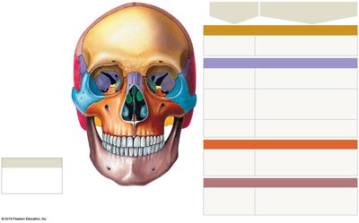 Anterior view of the adult skull showing major sutures and foramina