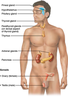 Major endocrine glands in the human body